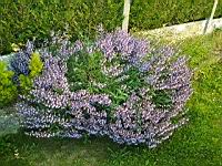 Sauge en fleur (prise a Lens)(1)